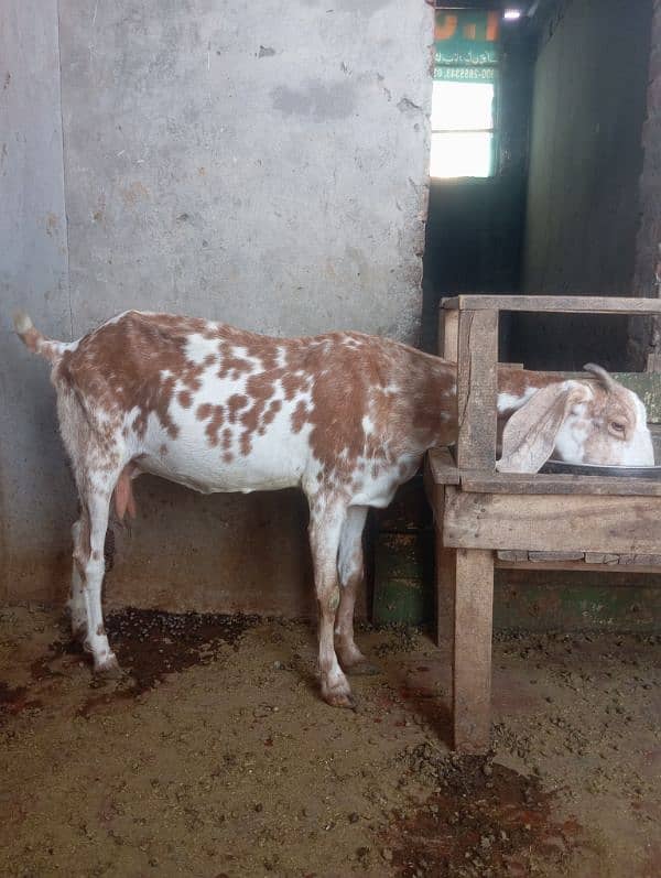 2 Sehatmand Doodh Dene Wali Bakriyan for Sale - 2.5 Years Age 0