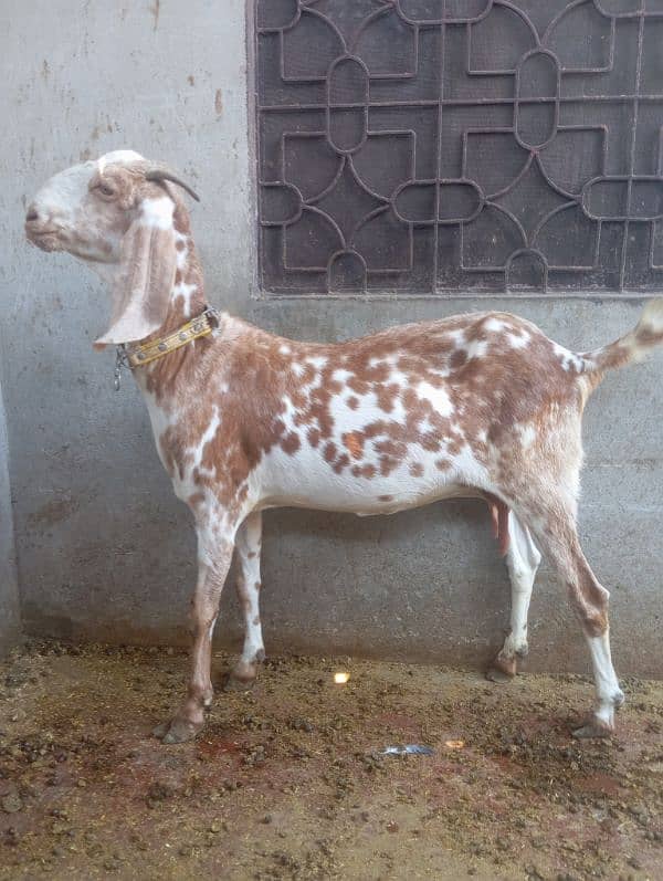 2 Sehatmand Doodh Dene Wali Bakriyan for Sale - 2.5 Years Age 1