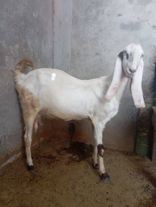 2 Sehatmand Doodh Dene Wali Bakriyan for Sale - 2.5 Years Age 2