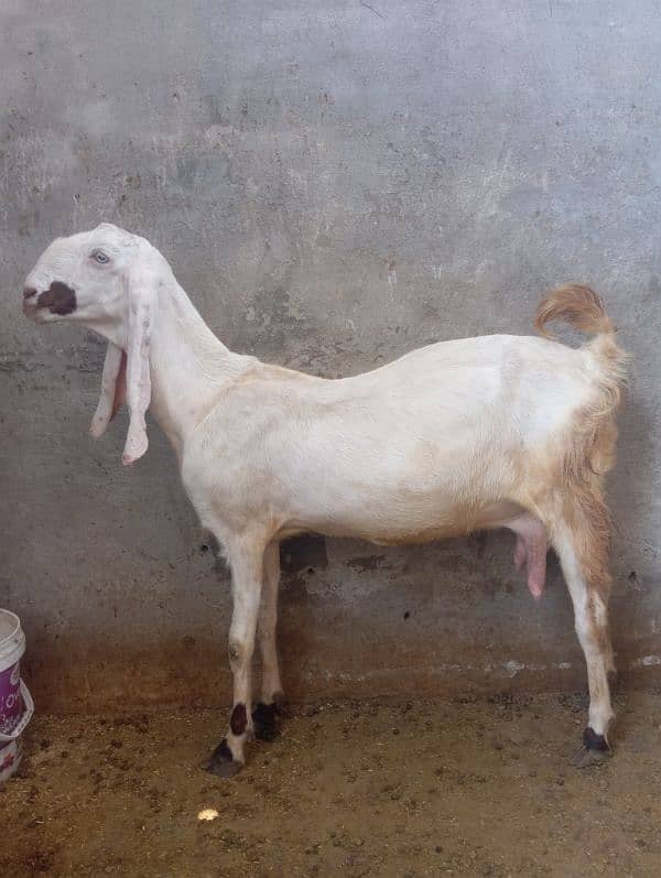2 Sehatmand Doodh Dene Wali Bakriyan for Sale - 2.5 Years Age 3