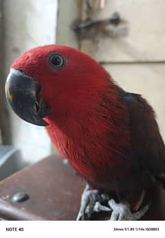 Electus Female