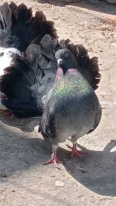 03047504206