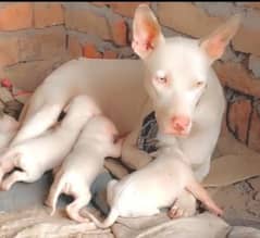 khohti gultair bacha bhot e achi chez hn full garnti wali