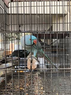 Adult