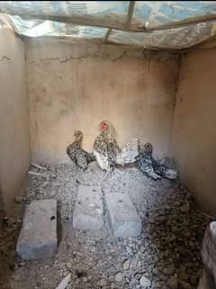 1 male 2 female hen