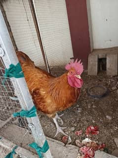 Buff Orpington Heritage Male For Sale Age 8 month Location Peshawar