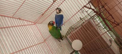Lovebirds pair & chicks available for sale