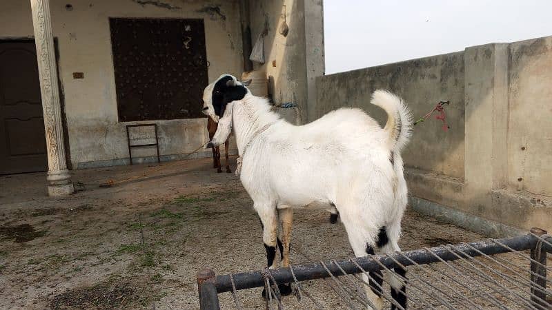 2 daant karbani ky liye 0