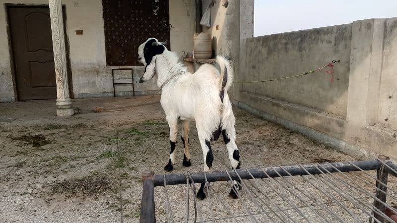 2 daant karbani ky liye 2