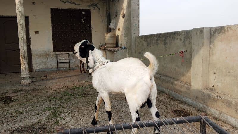 2 daant karbani ky liye 3