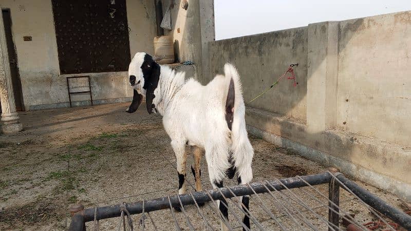 2 daant karbani ky liye 5