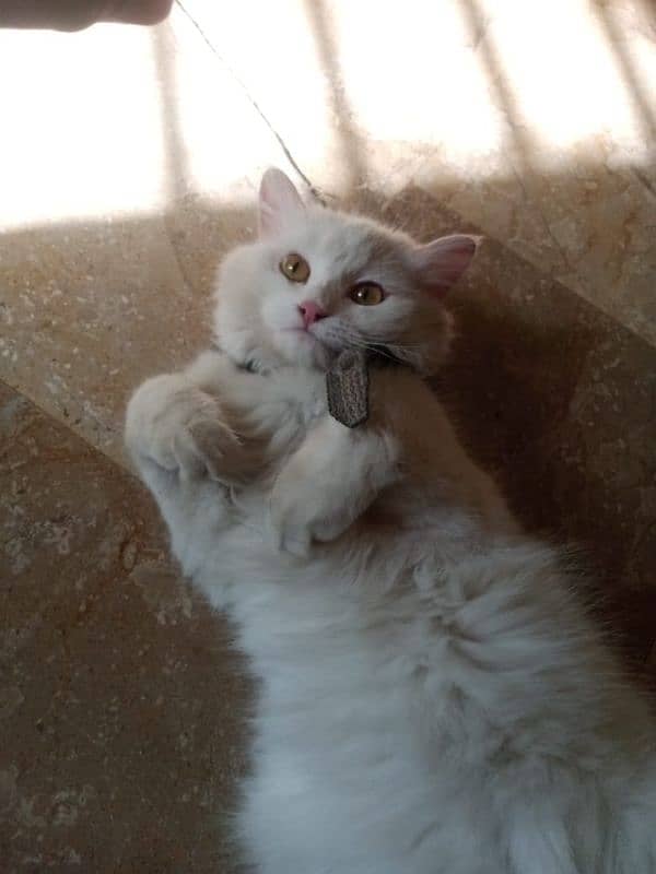 white color ma hy 0
