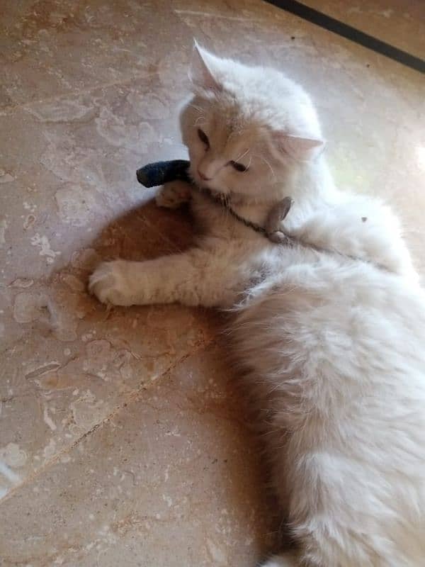 white color ma hy 2
