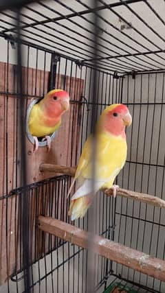 lovebirds Australian red eyes
