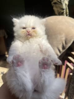 Persian Kitten / Triple coatted kittens / punch face kittens fo sale
