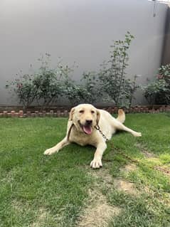 Labrador