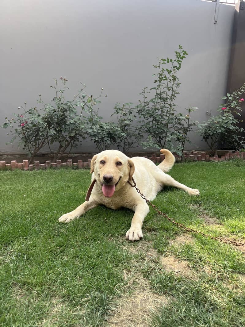 Labrador dog (female) 1