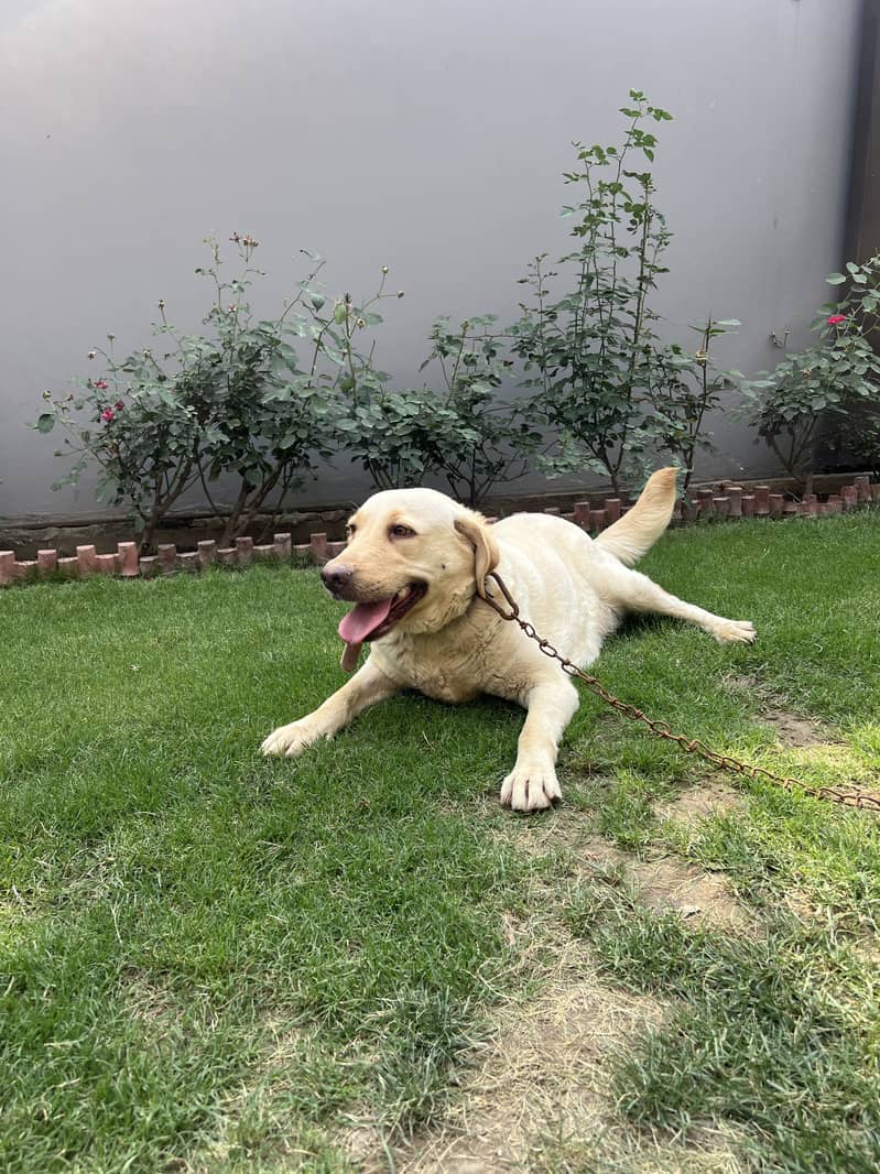 Labrador dog (female) 9
