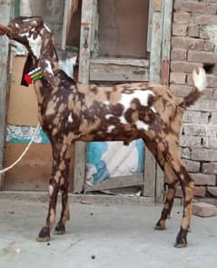 Desi Bakra
