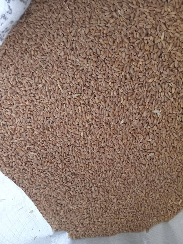 Pure high quality Wheat /Gundum for sale bilkul saf or khushak hai 0