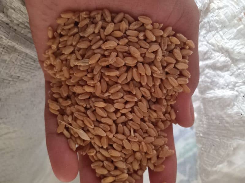 Pure high quality Wheat /Gundum for sale bilkul saf or khushak hai 1