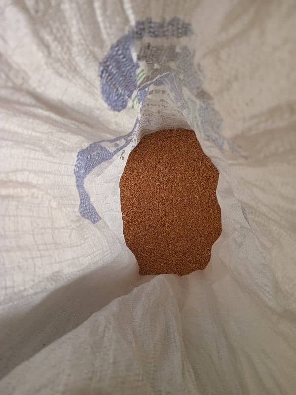 Pure high quality Wheat /Gundum for sale bilkul saf or khushak hai 2