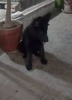 German shepurd pair avilbal propar long hair