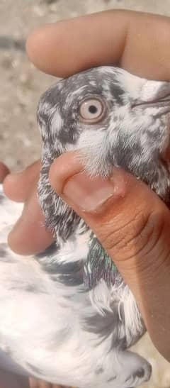 kabotar for sale