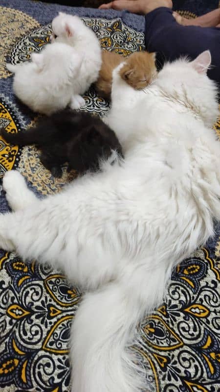 Persian cats pair with 4 one month old kittens 0