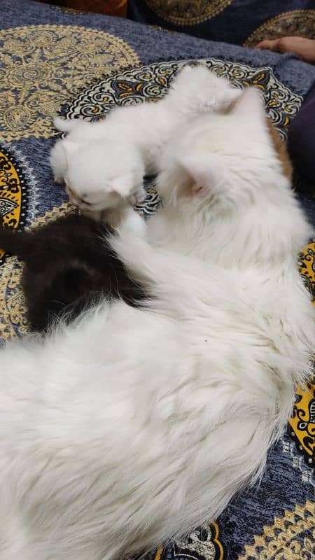 Persian cats pair with 4 one month old kittens 1