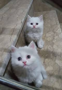 2 Persian kittens for sale