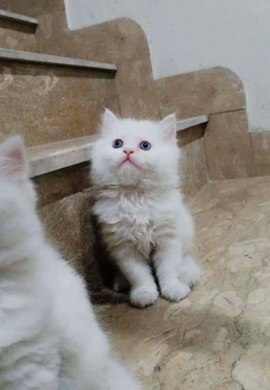 2 Persian kittens for sale 1