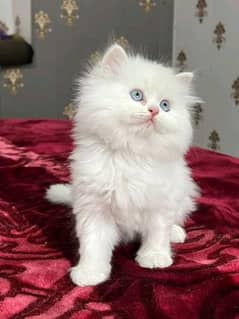 Persian kittens triple coat pair for sale contact whatsap  03227349825
