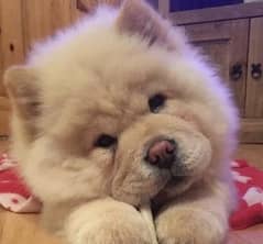 chow chow