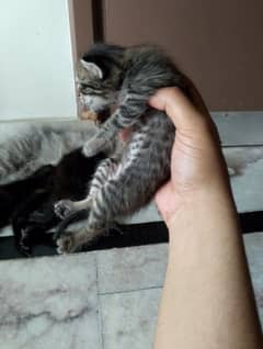 Persian cat babys
