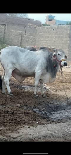 paka kheera bachra for sale