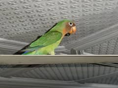 Peach-
