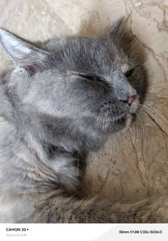 Persian cat