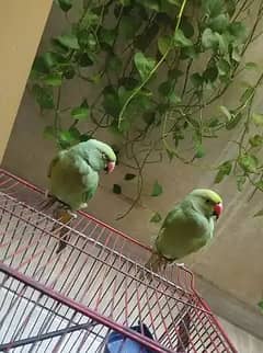 Hand tame ringneck pair