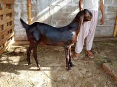 Bakra