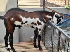 butifull big goat nagra