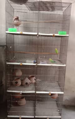 Birds