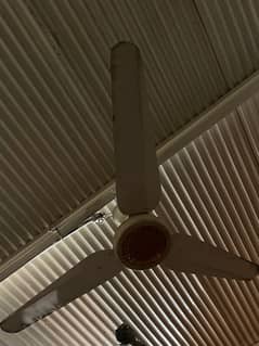 fans for sell