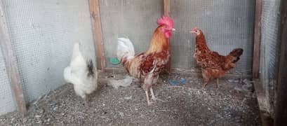 1male