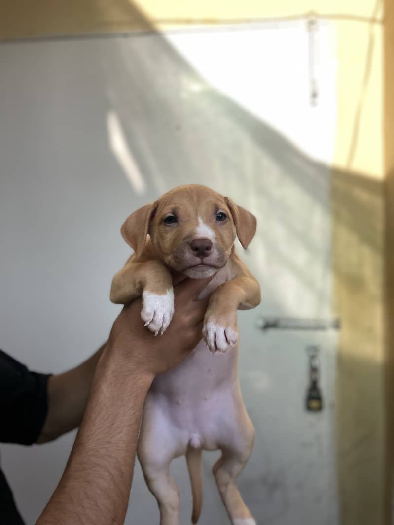 American pitbull 0