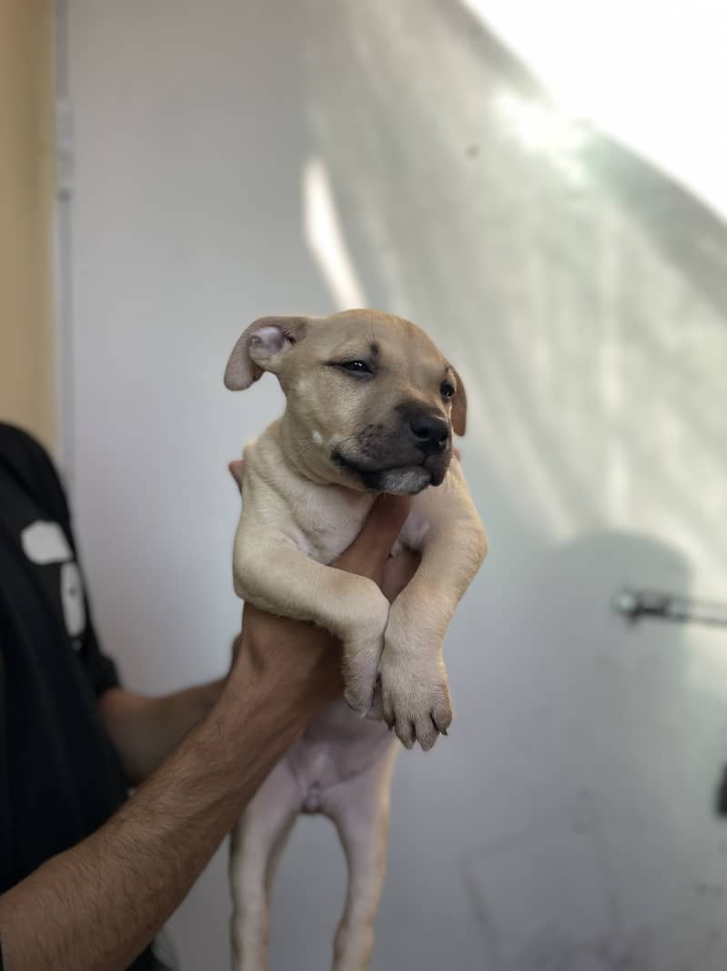 American pitbull 1