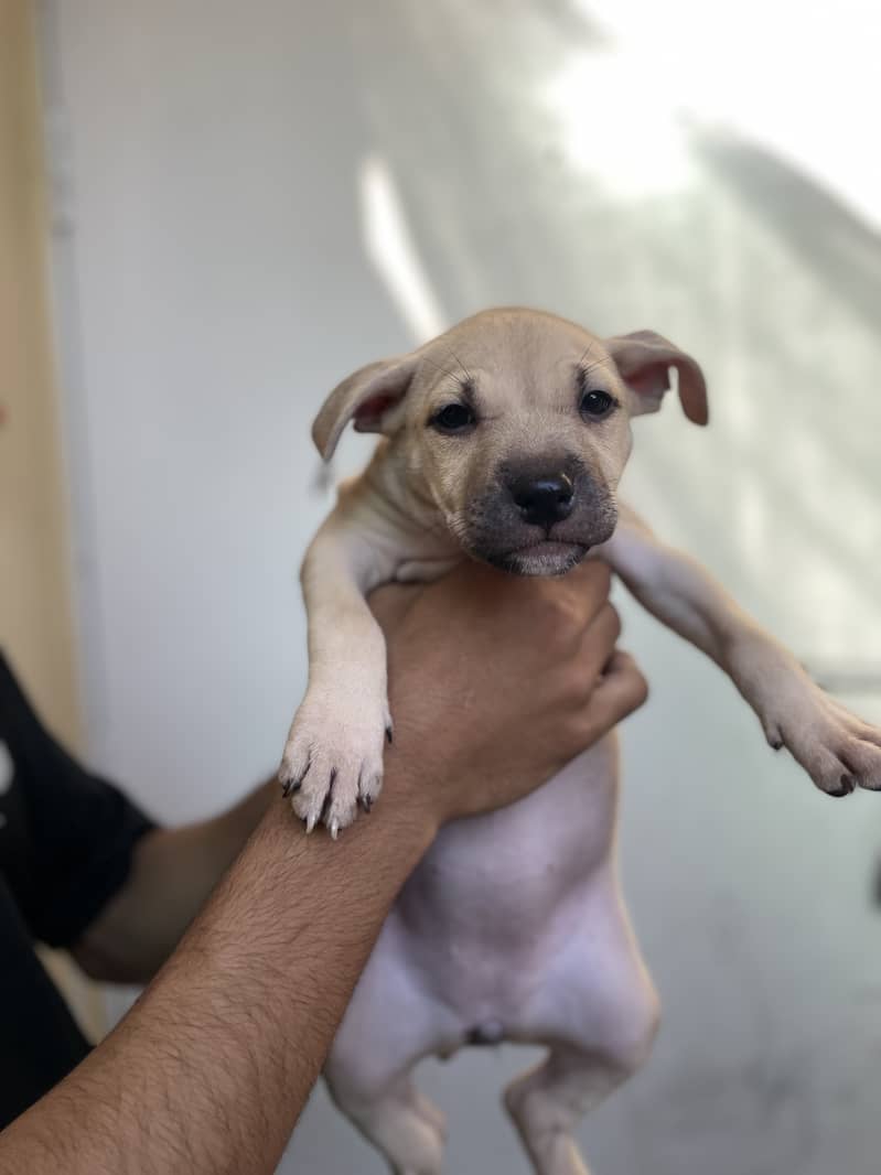 American pitbull 2