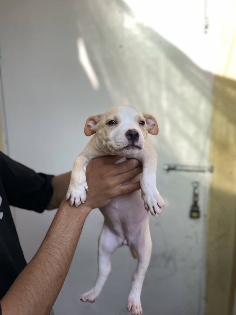 American pitbull 3