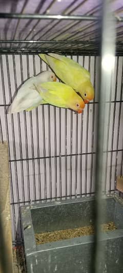 4 confirm pair forsale03094307276