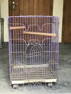 parrot